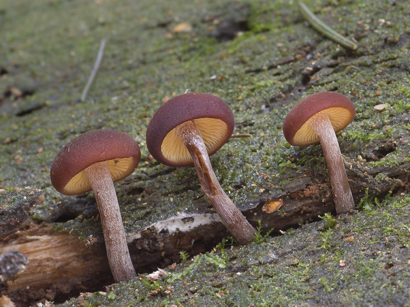 Gymnopilus picreus